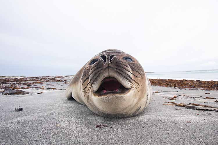 Southern Elephant Seal (Mirounga leonina)