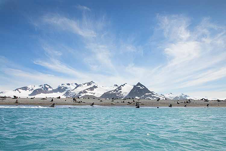 Southern Elephant Seals (Mirounga leonina)