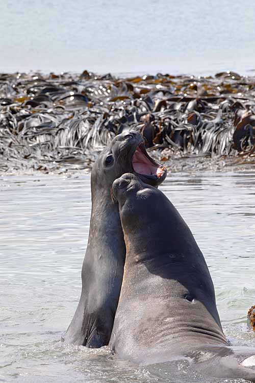 Southern Elephant Seal (Mirounga leonina)