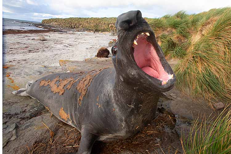 Southern Elephant Seal (Mirounga leonina)