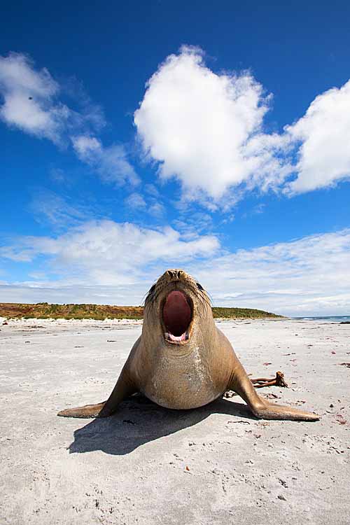 Southern Elephant Seal (Mirounga leonina)