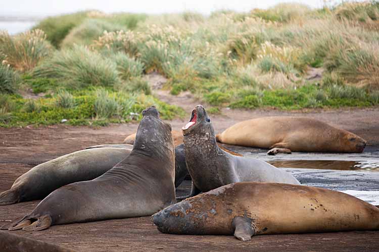 Southern Elephant Seals (Mirounga leonina)