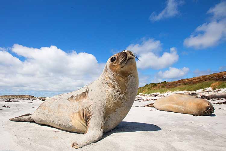 Southern Elephant Seal (Mirounga leonina)