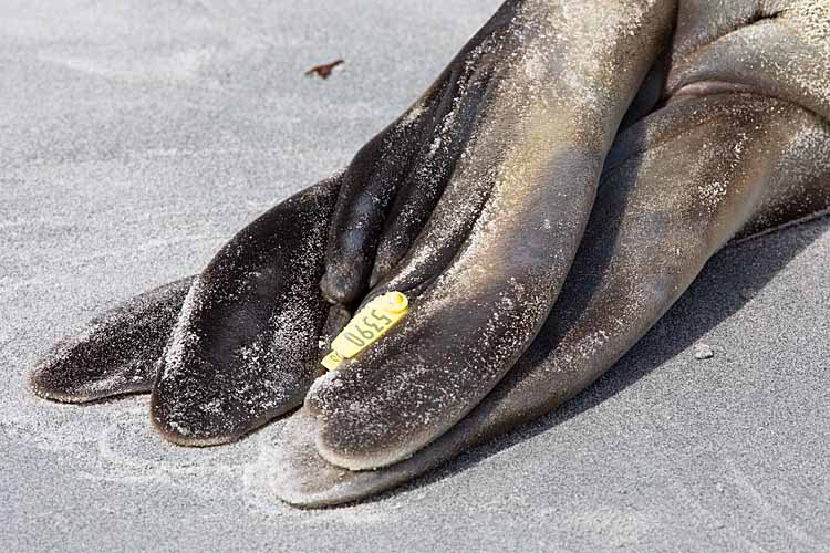 Southern Elephant Seal (Mirounga leonina)