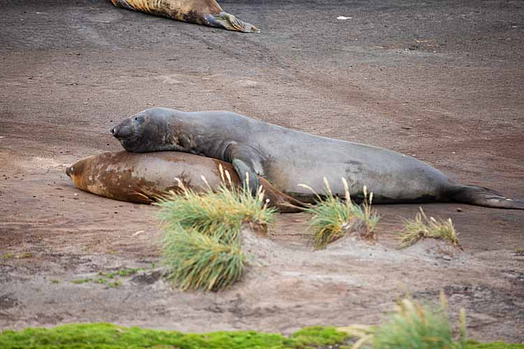 Southern Elephant Seals (Mirounga leonina)