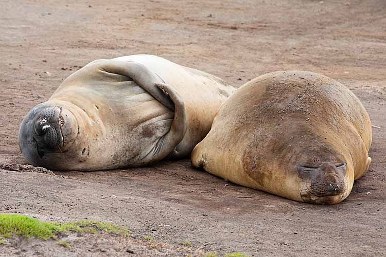 Southern Elephant Seals (Mirounga leonina)