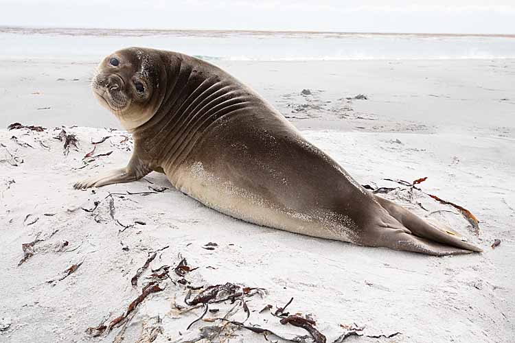 Southern Elephant Seal (Mirounga leonina)