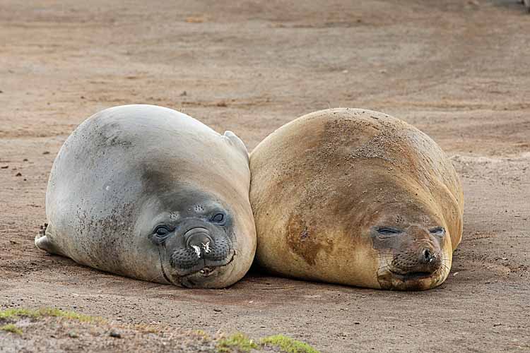 Southern Elephant Seals (Mirounga leonina)