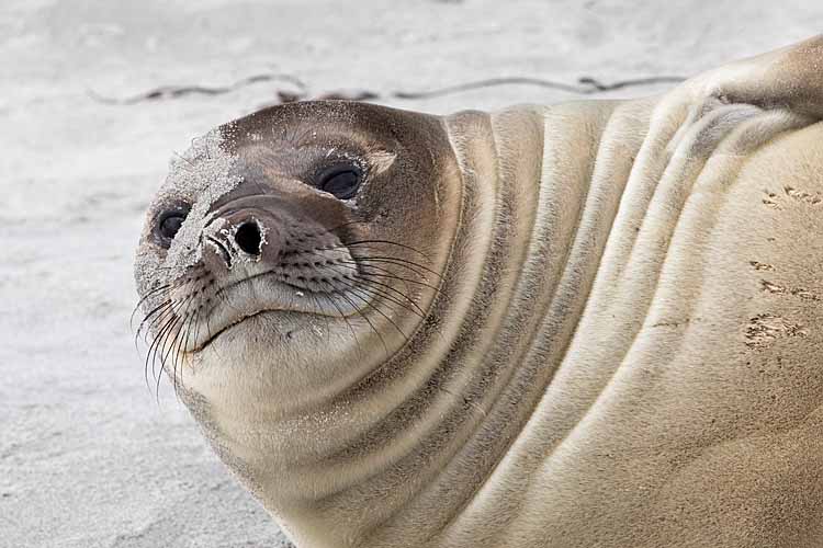 Southern Elephant Seal (Mirounga leonina)