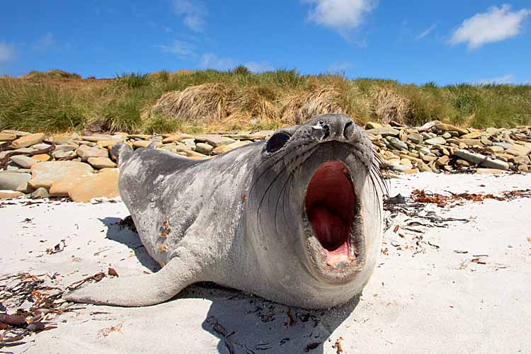 Southern Elephant Seal (Mirounga leonina)