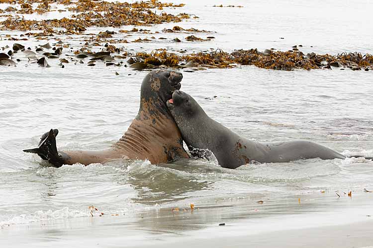 Southern Elephant Seals (Mirounga leonina)