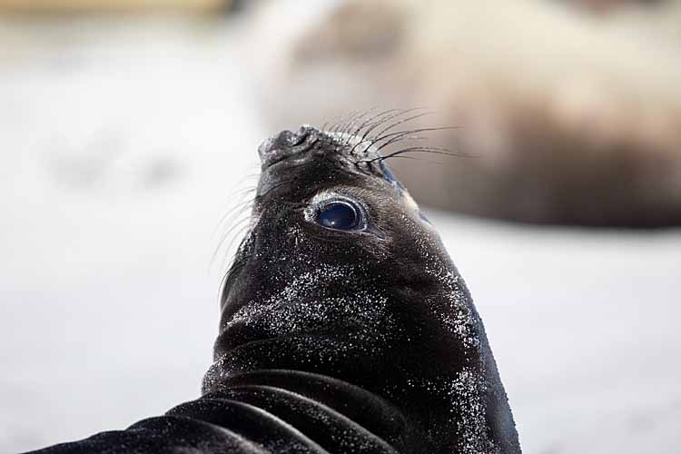 Southern Elephant Seal (Mirounga leonina)