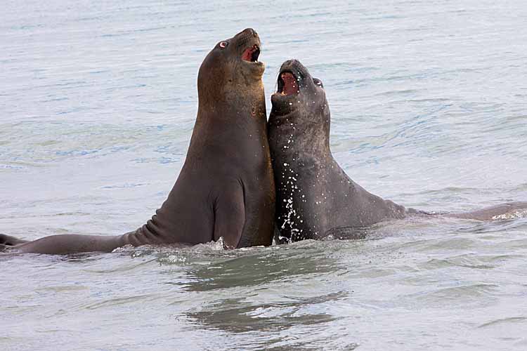 Southern Elephant Seal (Mirounga leonina)