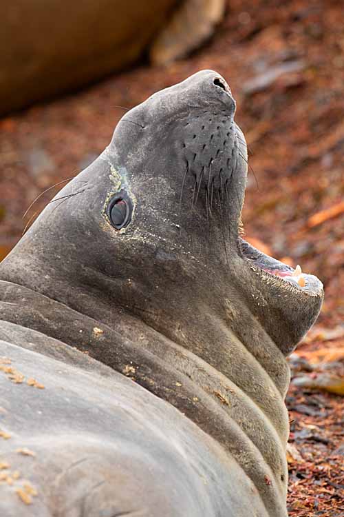 Southern Elephant Seal (Mirounga leonina)