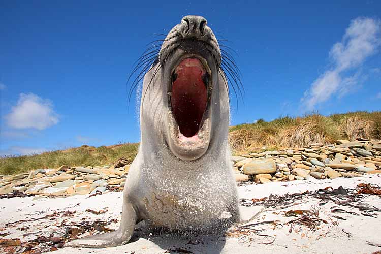 Southern Elephant Seal (Mirounga leonina)