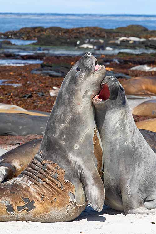 Southern Elephant Seal (Mirounga leonina)