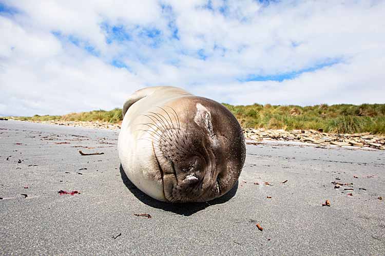 Southern Elephant Seal (Mirounga leonina)