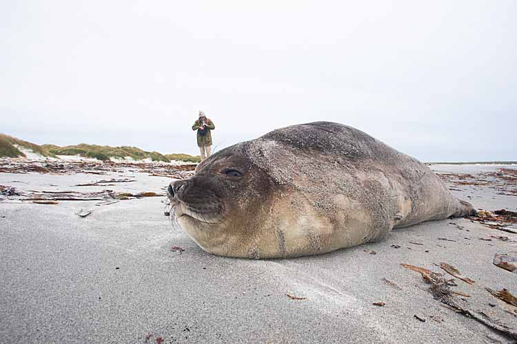 Southern Elephant Seal (Mirounga leonina)