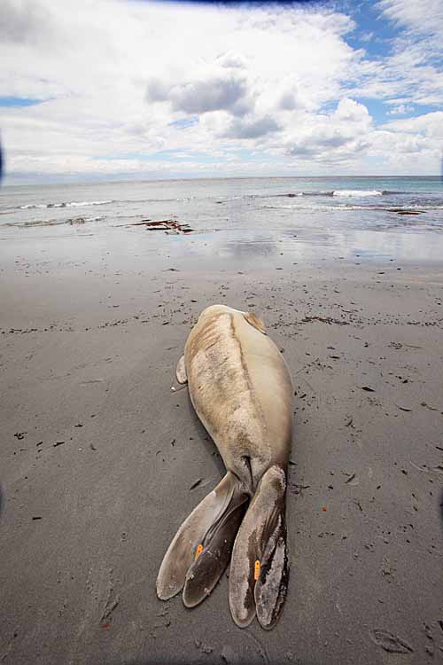 Southern Elephant Seal (Mirounga leonina)