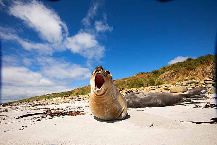 Southern Elephant Seal (Mirounga leonina)