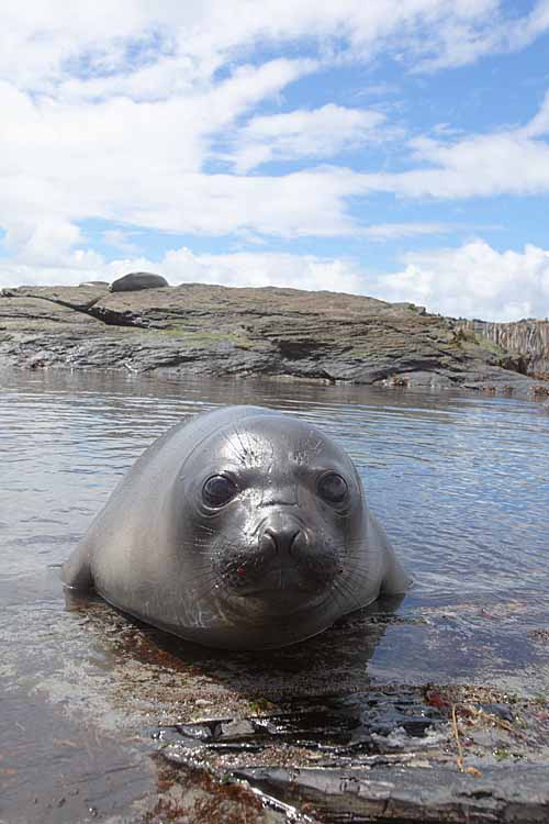 Southern Elephant Seal (Mirounga leonina)