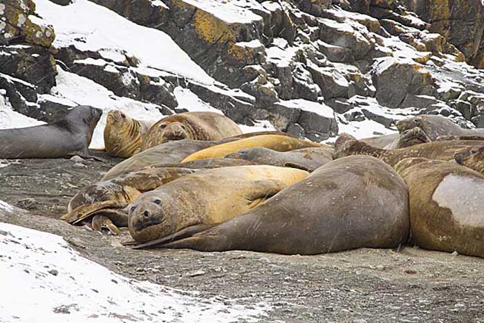 Southern Elephant Seal (Mirounga leonina)