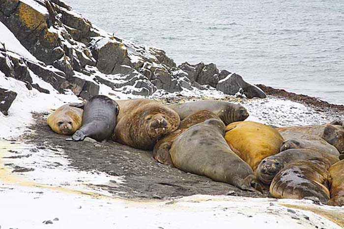 Southern Elephant Seal (Mirounga leonina)