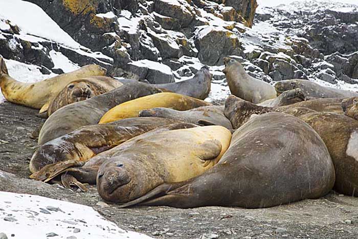 Southern Elephant Seal (Mirounga leonina)