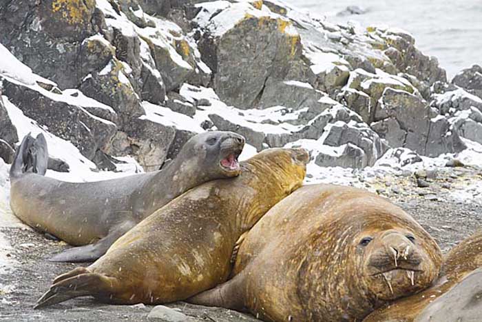 Southern Elephant Seal (Mirounga leonina)