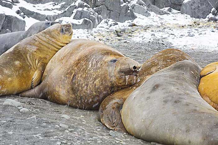 Southern Elephant Seal (Mirounga leonina)