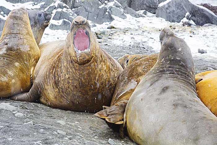 Southern Elephant Seal (Mirounga leonina)