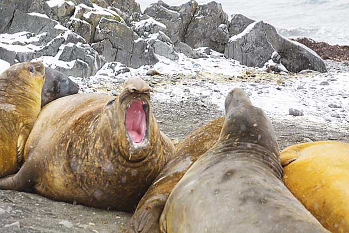 Southern Elephant Seal (Mirounga leonina)