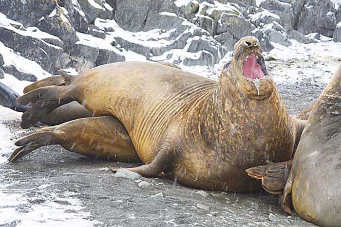 Southern Elephant Seal (Mirounga leonina)