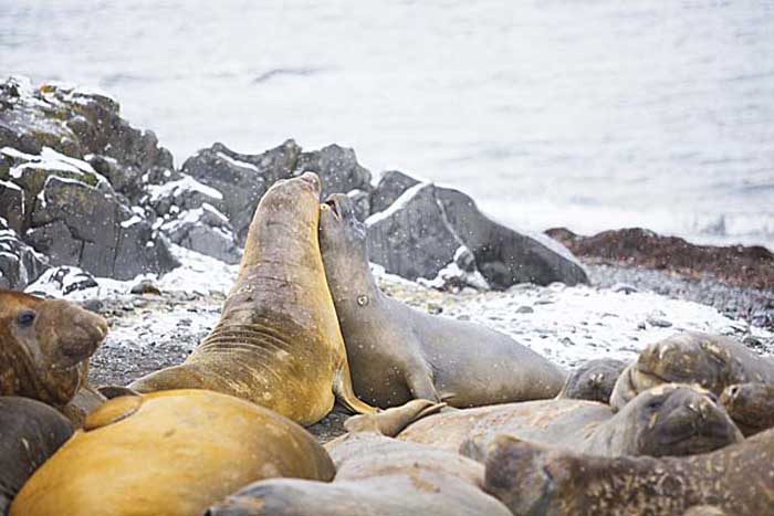 Southern Elephant Seal (Mirounga leonina)