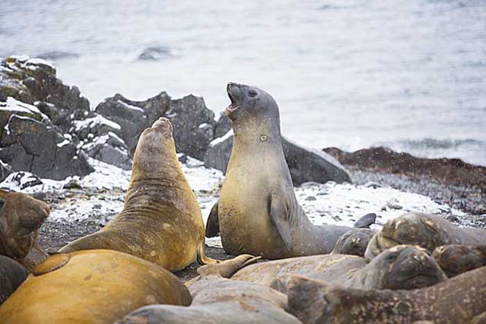 Southern Elephant Seal (Mirounga leonina)