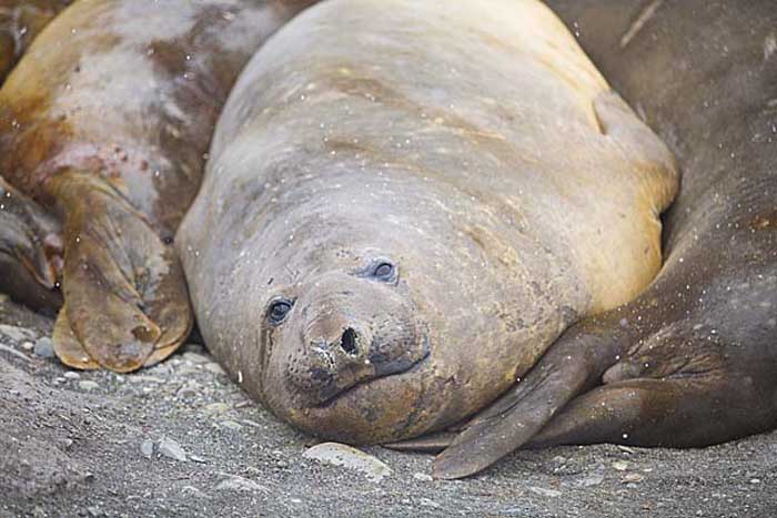 Southern Elephant Seal (Mirounga leonina)