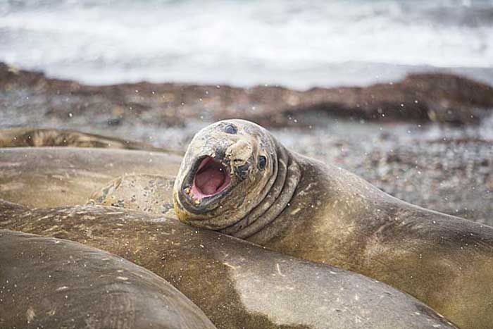 Southern Elephant Seal (Mirounga leonina)