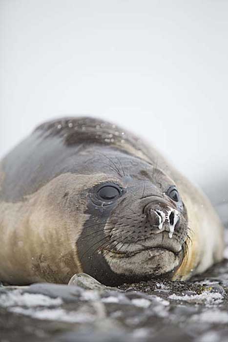 Southern Elephant Seal (Mirounga leonina)