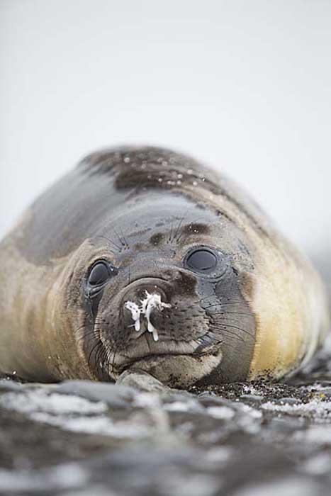 Southern Elephant Seal (Mirounga leonina)