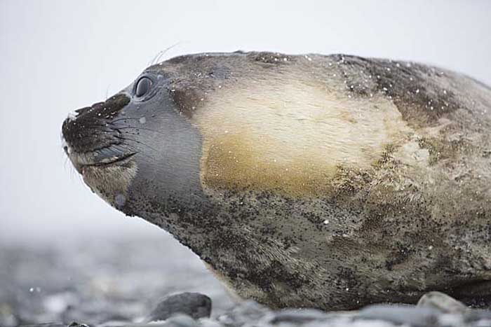 Southern Elephant Seal (Mirounga leonina)