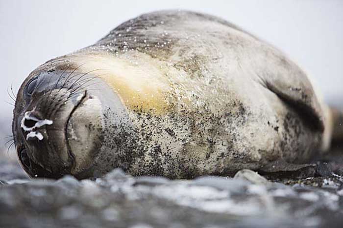 Southern Elephant Seal (Mirounga leonina)