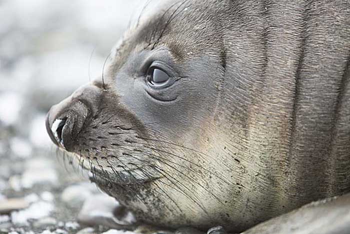 Southern Elephant Seal (Mirounga leonina)