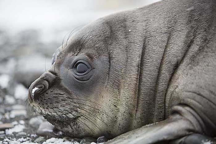 Southern Elephant Seal (Mirounga leonina)