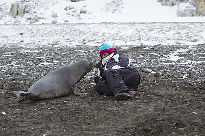 Southern Elephant Seal (Mirounga leonina)