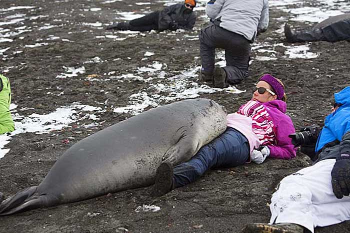 Southern Elephant Seal (Mirounga leonina)