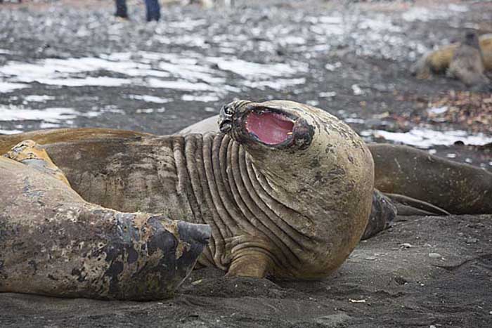 Southern Elephant Seal (Mirounga leonina)