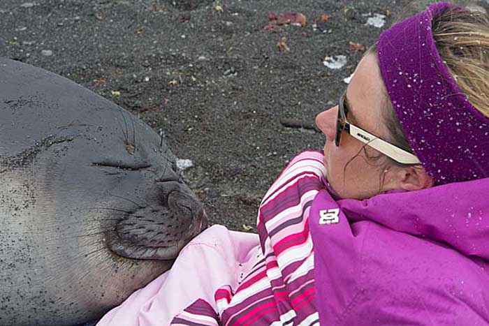 Southern Elephant Seal (Mirounga leonina)