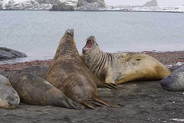 Southern Elephant Seal (Mirounga leonina)