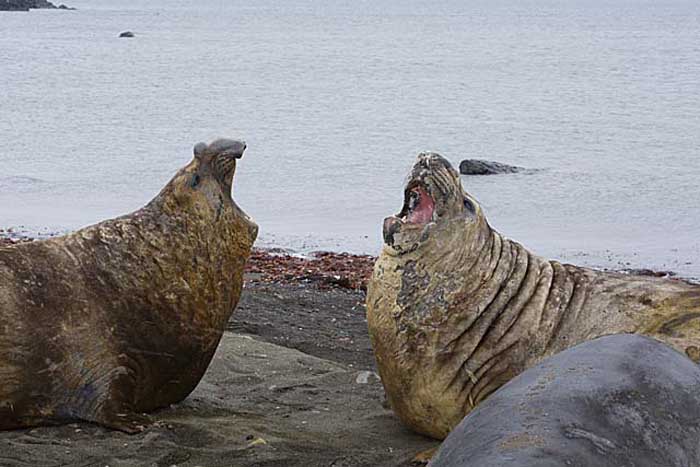 Southern Elephant Seal (Mirounga leonina)