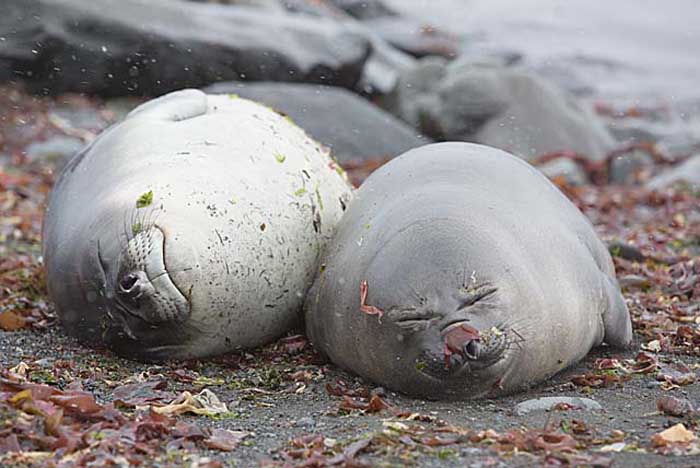 Southern Elephant Seal (Mirounga leonina)